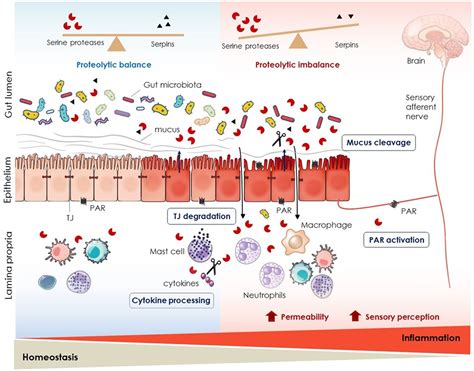 Serine proteases at the cutting edge of IBD: Focus on gastrointestinal ...