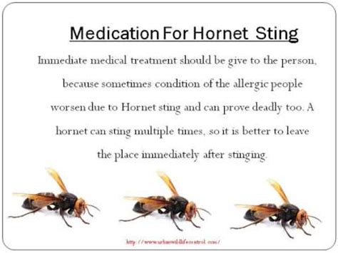 What To Do For a Hornet Sting? - YouTube