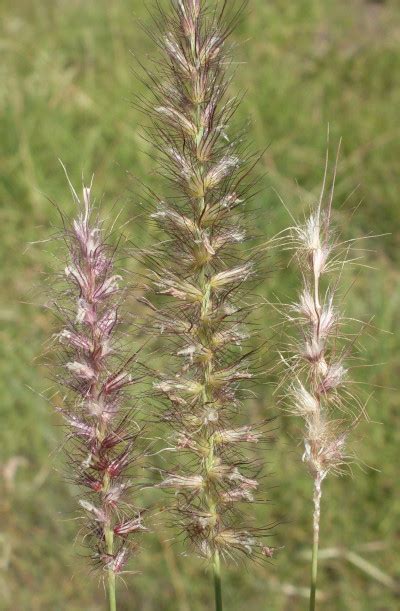 Buffel Grass changing the ecology of the West MacDonnell Ranges