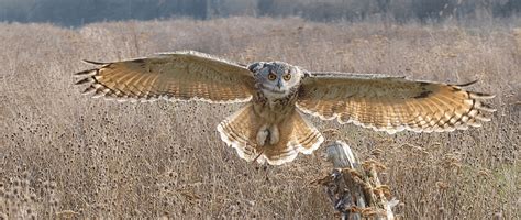 Eurasian Eagle Owl - Animal Corner