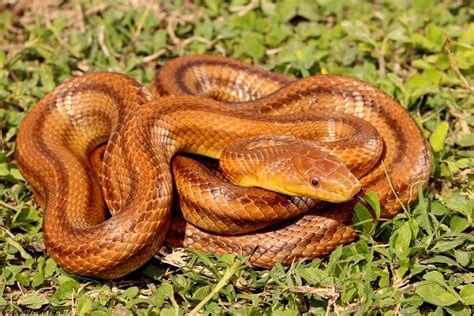 Eastern Ratsnake – Florida Snake ID Guide