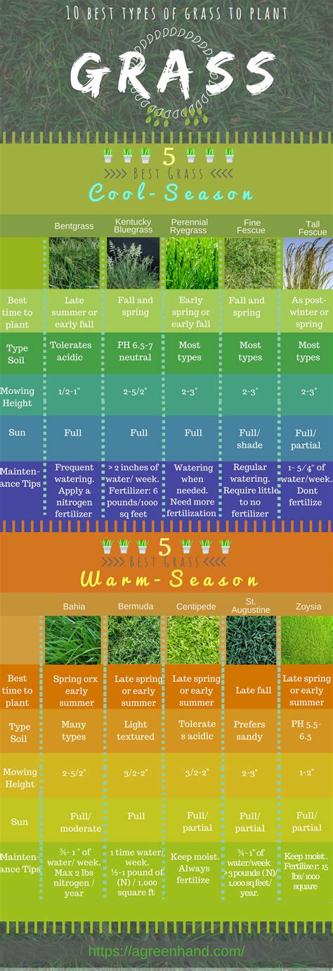 What Are The Different Types Of Sod? 6 Popular Picks