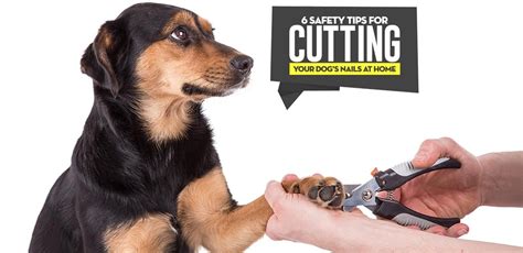 6 Tips for Cutting Dogs Nails at Home Safely and Stress-free