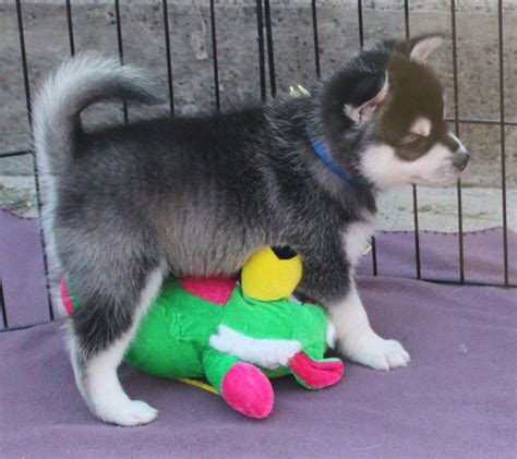 Sakhalin Husky Puppies For Sale | Chicago, IL #142598