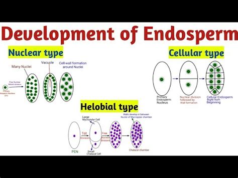 Development of Endosperm (Hindi) | Reproduction in Lower & Higher ...