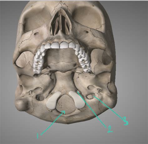 Anatomy Final Flashcards | Quizlet