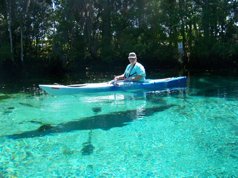 My Carolina Backyard: Kayaking with Manatees.