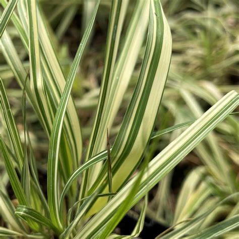 Molinia caerulea 'Variegata' - Variegated Moor Grass (3.5" Pot ...