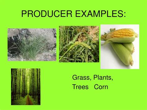 PPT - PRODUCERS, CONSUMERS, and DECOMPOSERS PowerPoint Presentation - ID:5419141