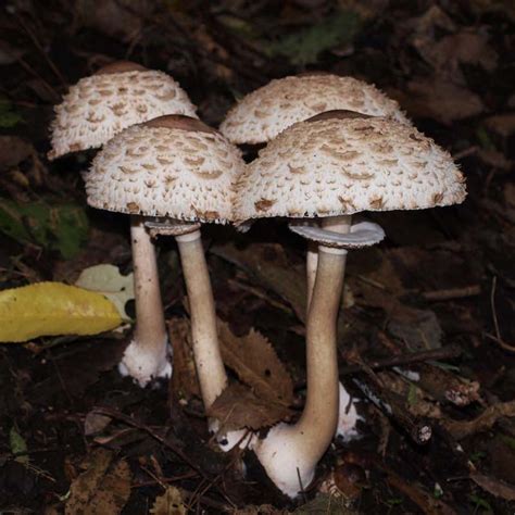 Fungi - Te Mata Park Trust