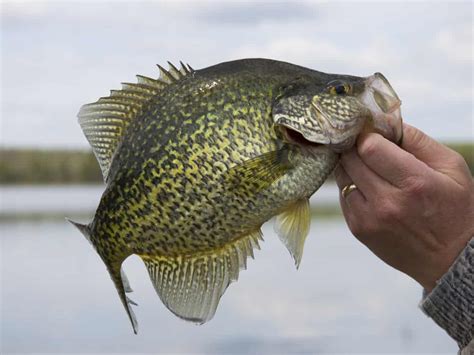 Crappie Fishing - Facts And Tips