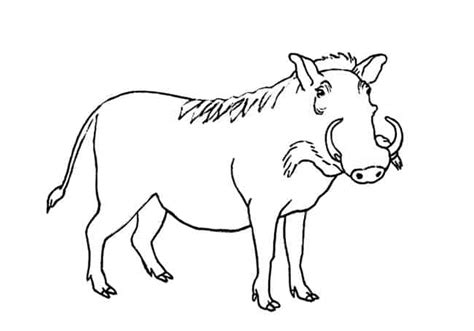 How to Draw a Warthog step by step – Easy Animals 2 Draw