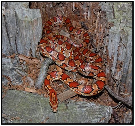 Red Rat Snake (Corn Snake) | Florida Backyard Snakes