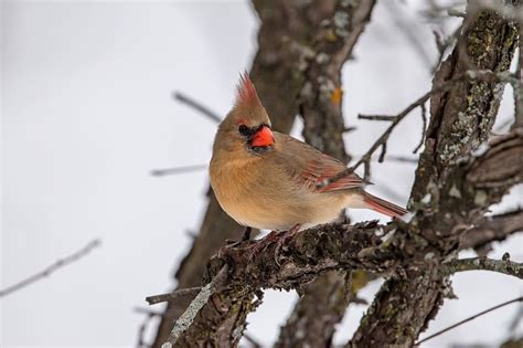 Red cardinal, bird, branch, winter, HD wallpaper | Peakpx