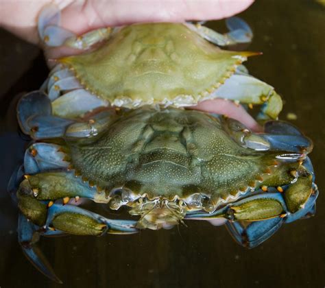 Grilled Soft-Shell Crab Recipe