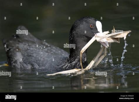 Eurasian coot nest-building Stock Photo - Alamy