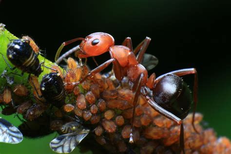 All sizes | Ants farming aphids for their honeydew. | Flickr - Photo ...