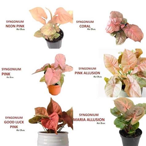 Syngonium varieties