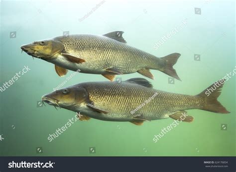 1,965 Barbel Fish Images, Stock Photos & Vectors | Shutterstock