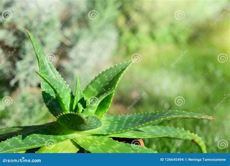 Aloe Vera Plant in Sunlight Stock Photo - Image of growing, care: 126645494