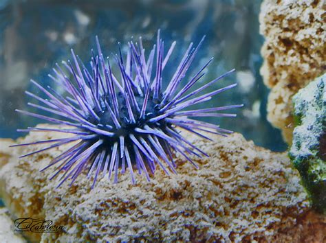 Atlantic Purple Sea Urchin Photograph by Edelberto Cabrera - Pixels
