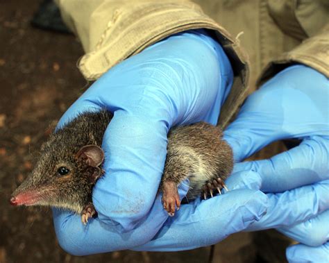 Detection dogs rapidly filling the gaps for rare antechinus species