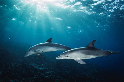 Here's Why Dolphins Have to Shout Underwater | Discover Magazine