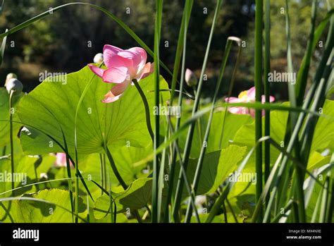 Lotus flower on the lake in a flood plain of the Volga River Stock Photo - Alamy