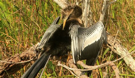 Anhinga | The Animal Facts | Appearance, Diet, Habitat, Behavior, Lifespan