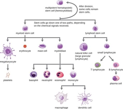 13.3 Cellular Defenses – Allied Health Microbiology