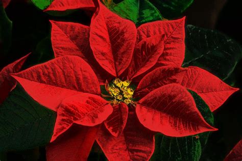 Christmas Flowers Other Than Poinsettias 2023 Latest Ultimate The Best Incredible | Christmas ...