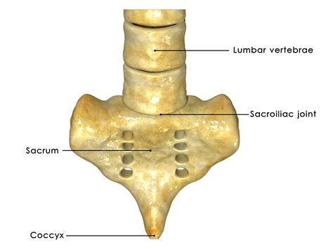 Sacrum anatomy | Sacroiliac joint, Sacroiliac, Lumbar