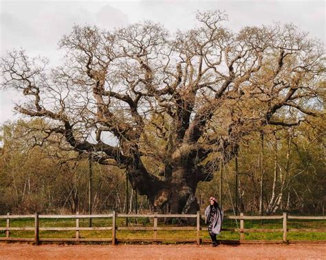 10 Incredible Sherwood Forest Robin Hood Activities - Discover The Legend Of Robin Hood