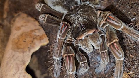 Goliath Birdeater Tarantula Bad Molt Update - YouTube