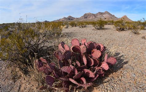 Chihuahuan Desert Cacti | Desert cactus, Natural landmarks, Flora