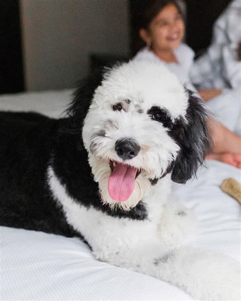 Sheepadoodle Grooming: What To Ask Groomers For - Chrissy Marie Blog