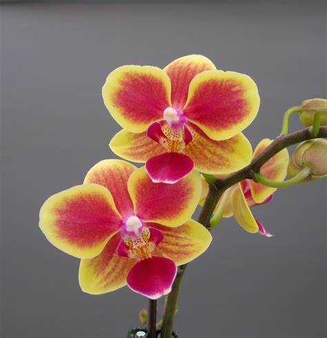 Miniature Moth Orchids | Orchidaceous! Orchid Blog