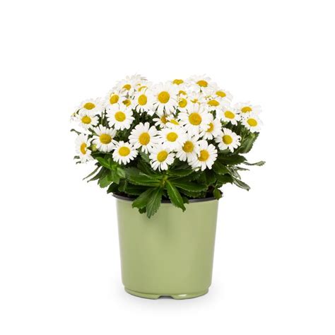 Lowe's White Montauk Daisy Plant in 1.5-Gallon (s) Pot in the Perennials department at Lowes.com