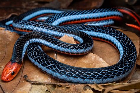 10 Enigmatic Facts About Blue Malayan Coral Snake - Facts.net