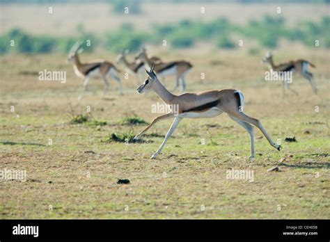 Thomson's gazelle running hi-res stock photography and images - Alamy