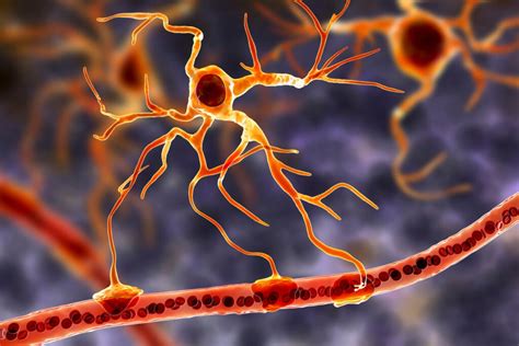 Glial Cells: The Functional Basis of the Brain - Exploring your mind