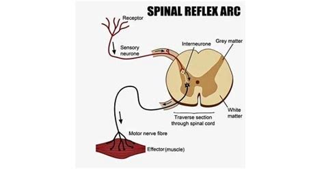 Spinal Reflex & Properties - New