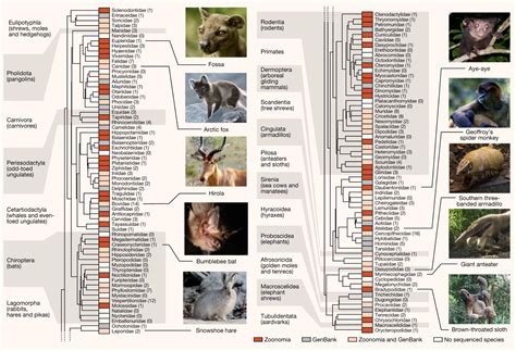 Placental Mammals List