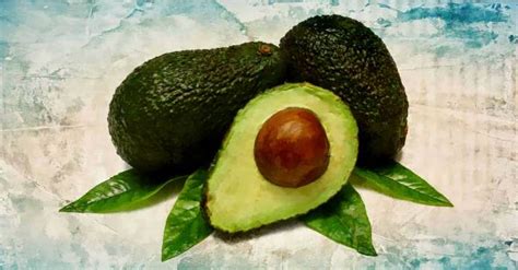 Benefits Of Avocado Leaves And How To Include It In The Diet