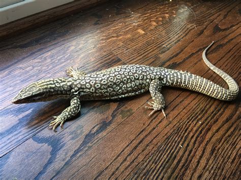 Yellow ackie monitor pair - FaunaClassifieds