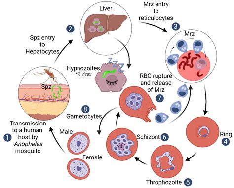 IJMS | Free Full-Text | The Black Box of Cellular and Molecular Events of Plasmodium vivax ...