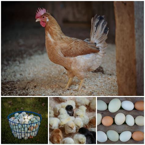 Buy Baby Chicks from Freedom Ranger Hatcheries | Freedom Ranger Hatcheries