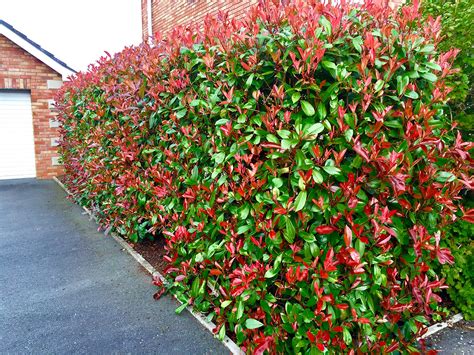 Buy 5 Photinia Red Robin Hedging 25-40cm Evergreen s Supplied in 10cm Pots by Sunnyside ...