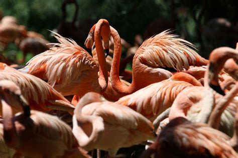 Flock of Lesser Flamingo · Free Stock Photo