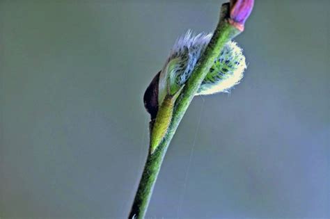 Purple emperor butterfly guide | BBC Wildlife Magazine - Discover Wildlife